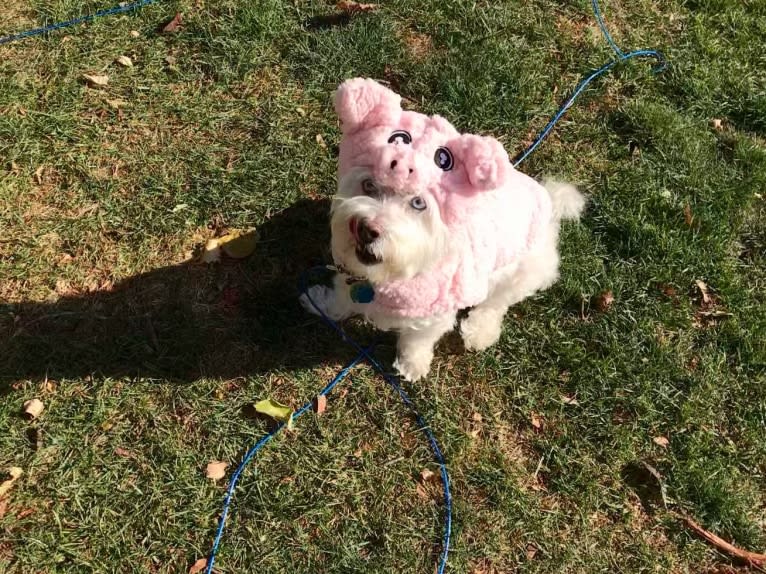 Simon Mose Bright, a Lhasa Apso and Bichon Frise mix tested with EmbarkVet.com