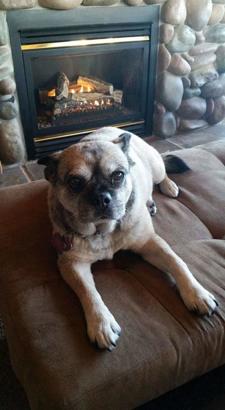 Snort, a Pug and Australian Cattle Dog mix tested with EmbarkVet.com