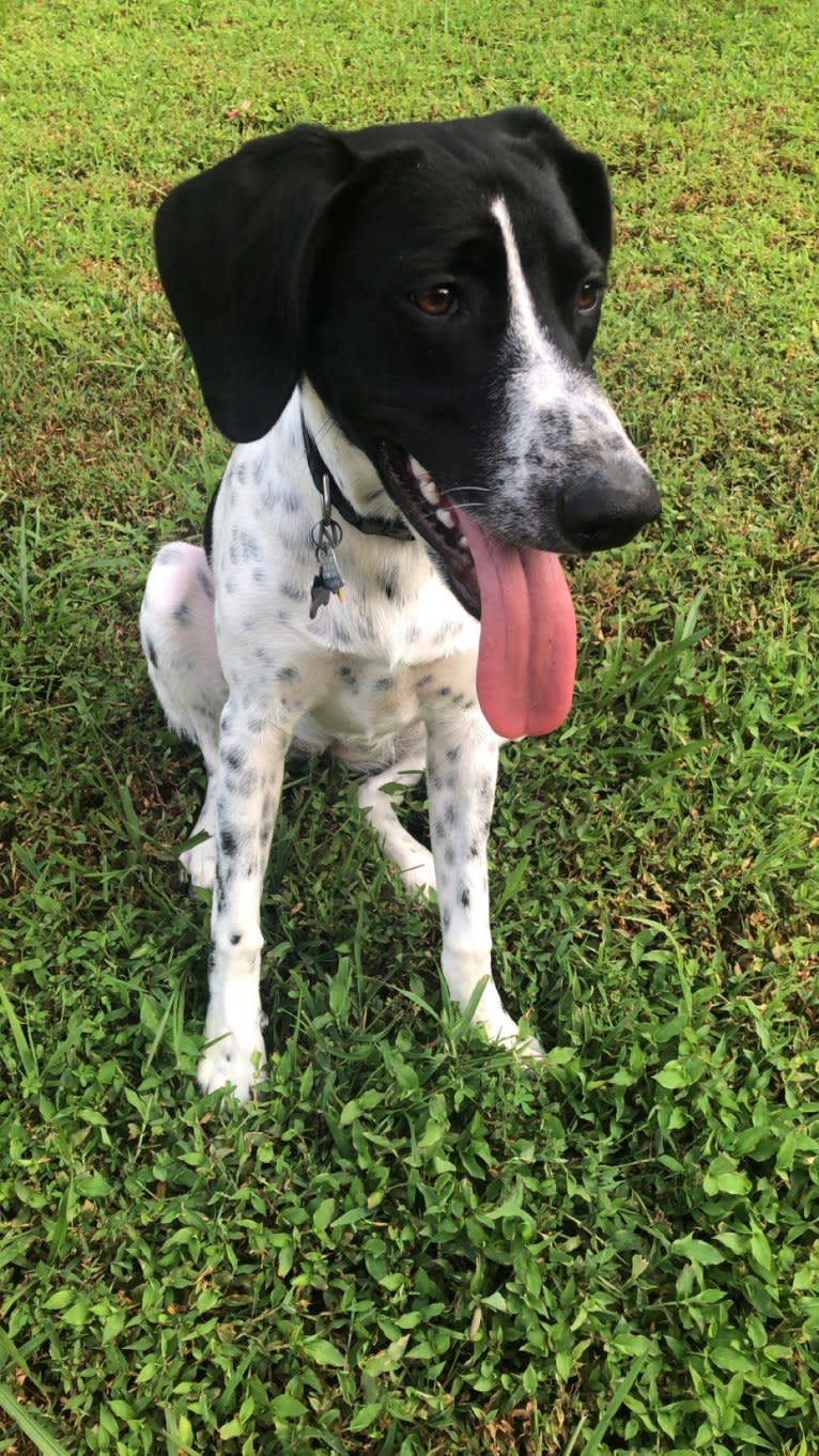 Callie, a Treeing Walker Coonhound and Border Collie mix tested with EmbarkVet.com