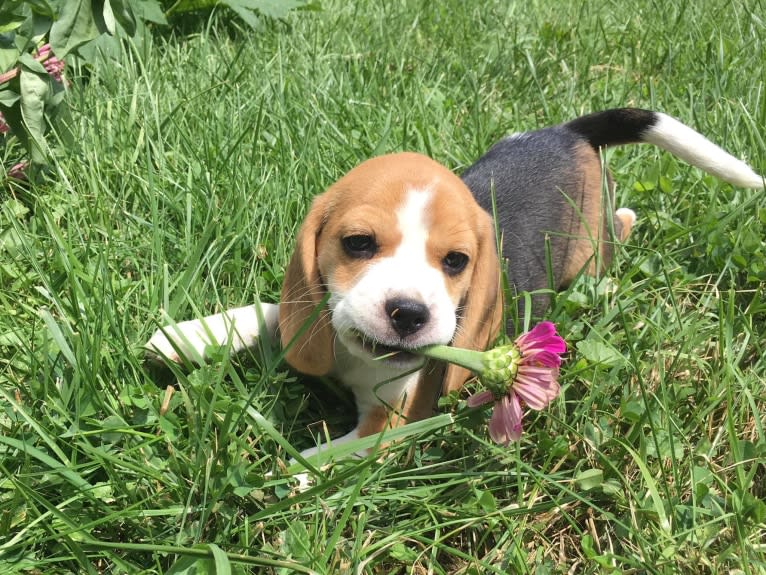 Jewel, a Beagle tested with EmbarkVet.com