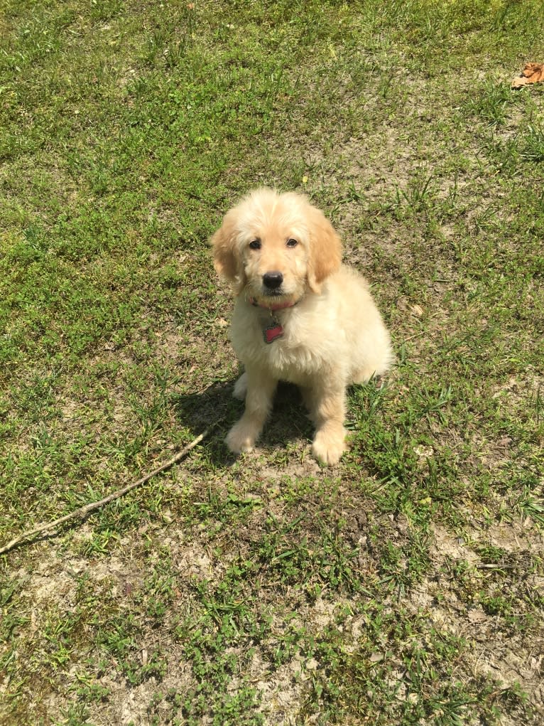 Sandy, a Goldendoodle tested with EmbarkVet.com