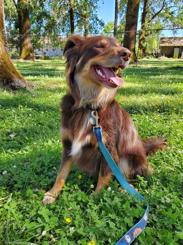 Penny, a Border Collie and American Pit Bull Terrier mix tested with EmbarkVet.com