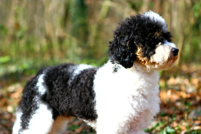 Oliver, a Poodle (Small) tested with EmbarkVet.com
