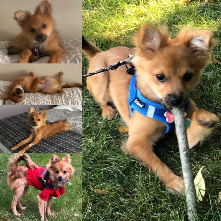 Biggie Smalls, a Pomeranian and Chihuahua mix tested with EmbarkVet.com