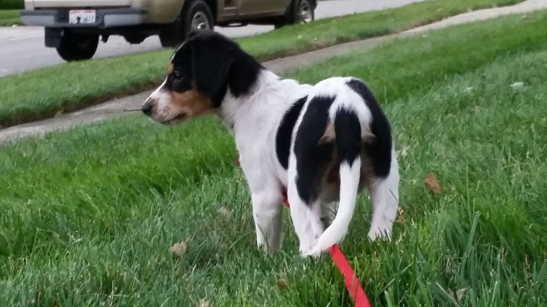 Bailey “BeeBee”, an Australian Shepherd and Labrador Retriever mix tested with EmbarkVet.com