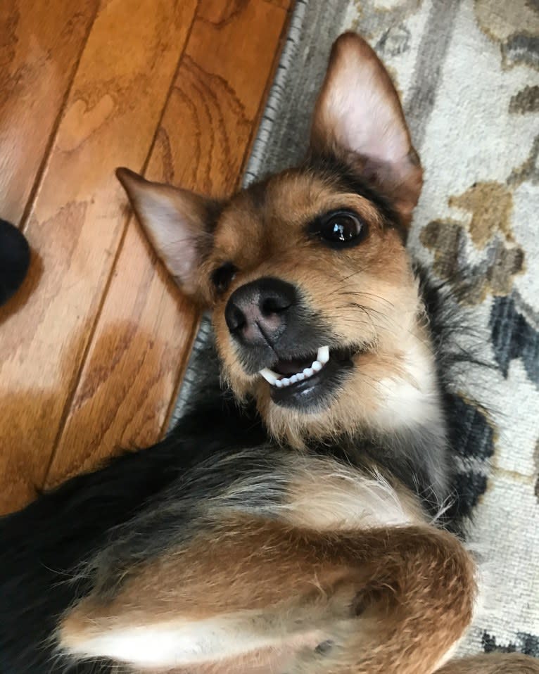 Enzo, a Yorkshire Terrier and Labrador Retriever mix tested with EmbarkVet.com