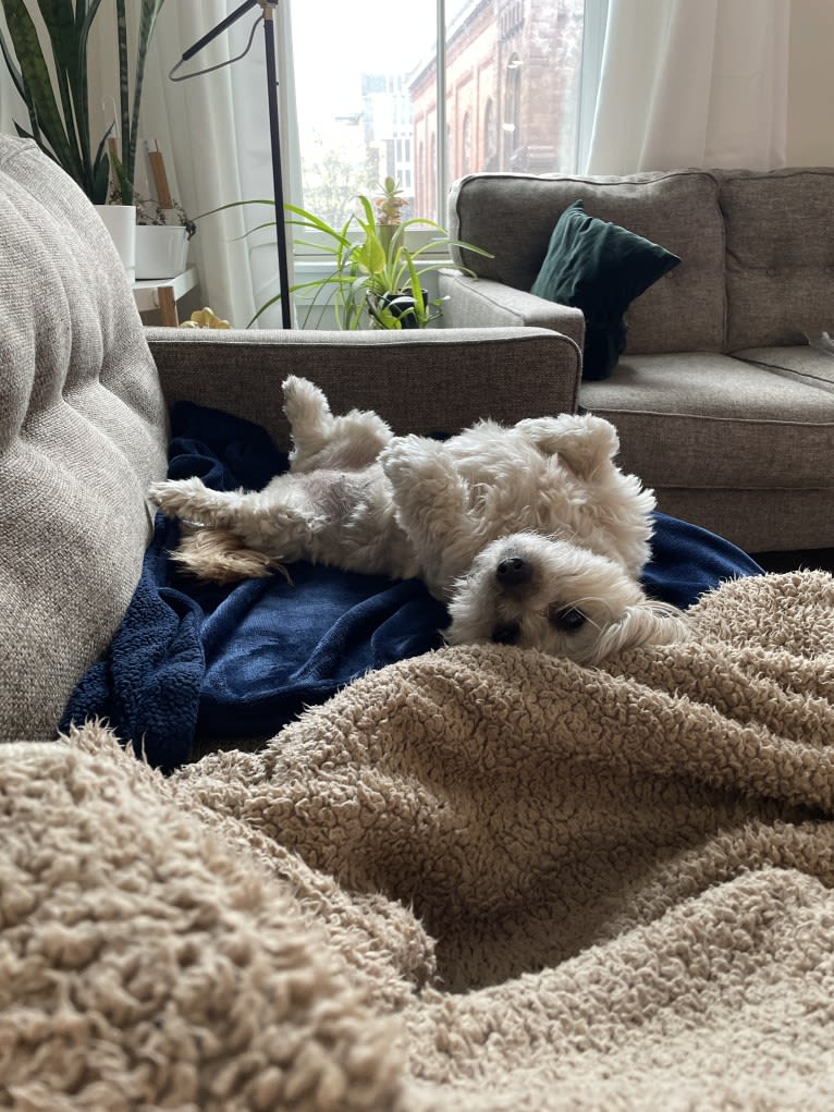 Bella, a Shih Tzu and Poodle (Small) mix tested with EmbarkVet.com