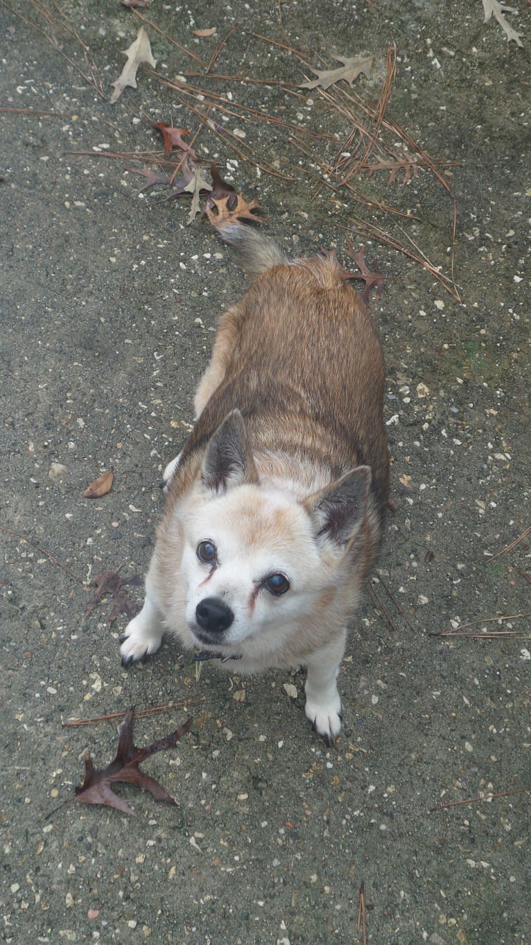 Lassie, a Pomeranian and Rat Terrier mix tested with EmbarkVet.com