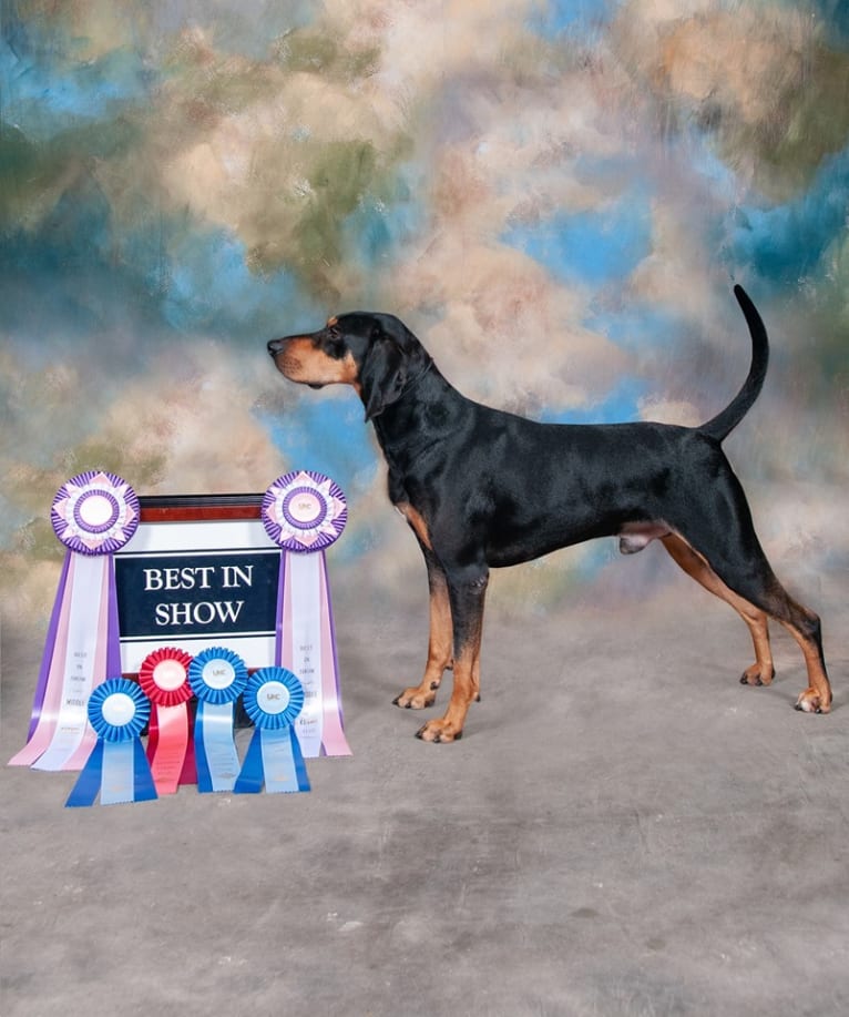 Wyatt, an American Leopard Hound tested with EmbarkVet.com