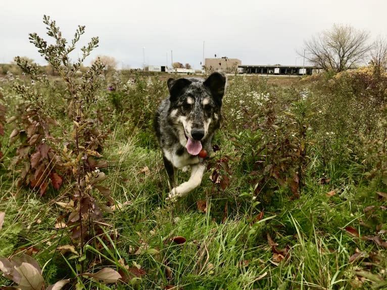 Koda, a Collie and Siberian Husky mix tested with EmbarkVet.com