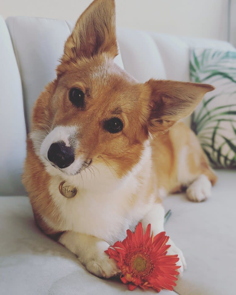 Fleur, a Pembroke Welsh Corgi tested with EmbarkVet.com