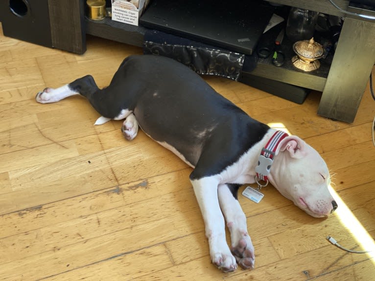 Max Lewis Cannady, an American Pit Bull Terrier and American Staffordshire Terrier mix tested with EmbarkVet.com