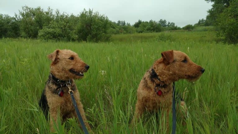 Kratos, an Airedale Terrier tested with EmbarkVet.com