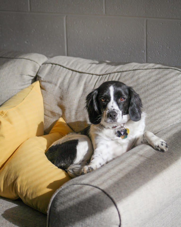 Photo of Murphy, a Beagle and Mixed mix in Huntington, West Virginia, USA