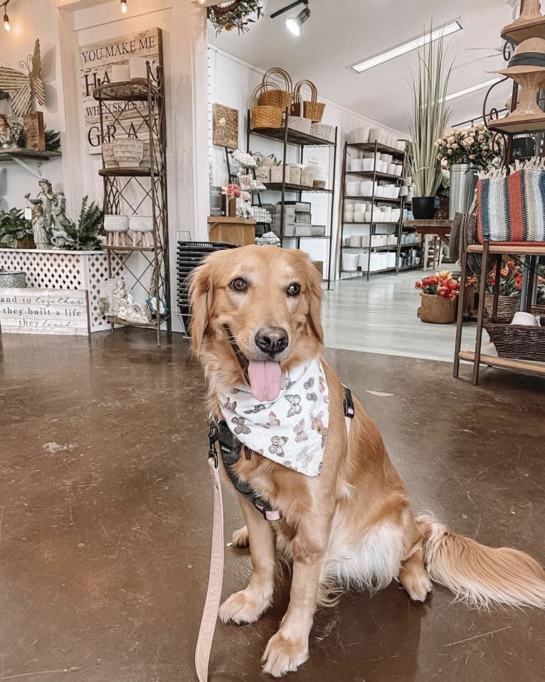 Marley, a Golden Retriever tested with EmbarkVet.com