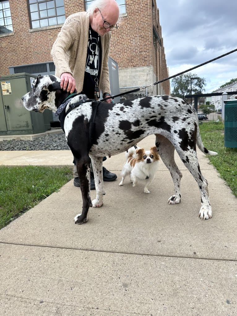 Rooster, a Chihuahua and Pekingese mix tested with EmbarkVet.com