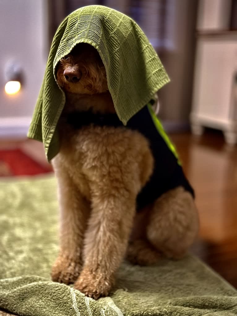 Pharaoh, a Goldendoodle tested with EmbarkVet.com