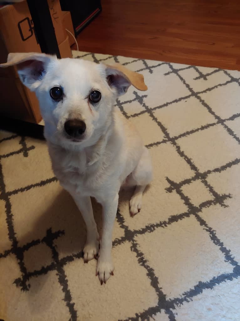 Nicco, a Russell-type Terrier and Bichon Frise mix tested with EmbarkVet.com