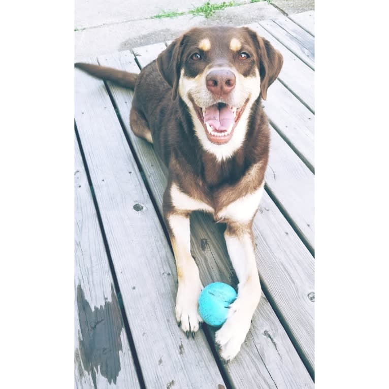 Kuemper, a Labrador Retriever and Golden Retriever mix tested with EmbarkVet.com