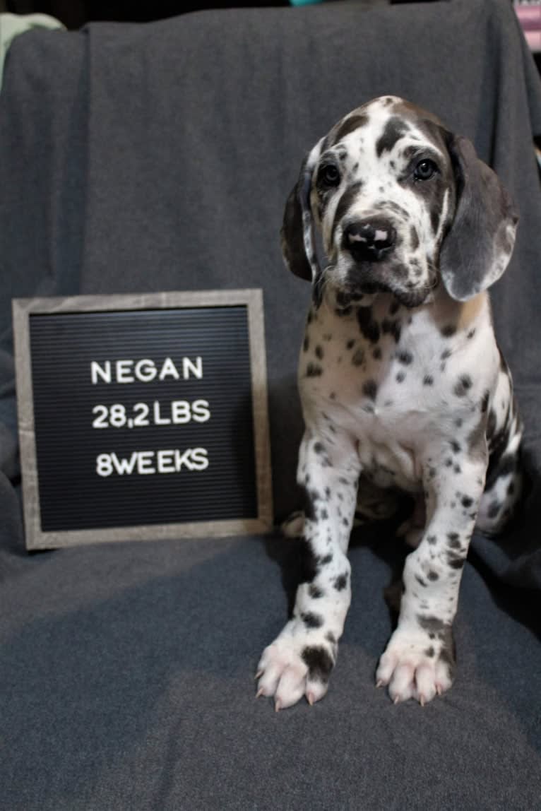 Negan, a Great Dane and Cane Corso mix tested with EmbarkVet.com