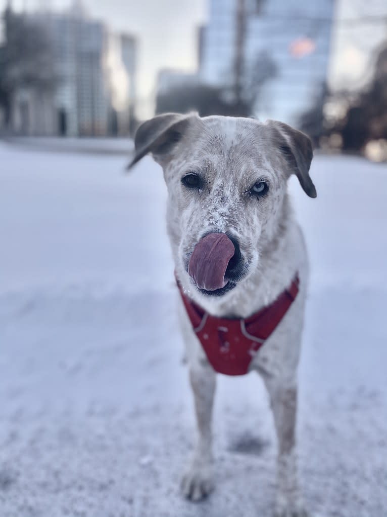 Maxwell, an Australian Shepherd and Australian Cattle Dog mix tested with EmbarkVet.com