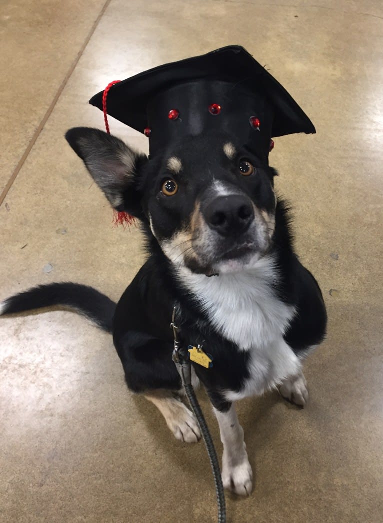 Ollie, a Border Collie tested with EmbarkVet.com