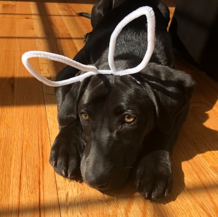 Grace, a Labrador Retriever and American Foxhound mix tested with EmbarkVet.com
