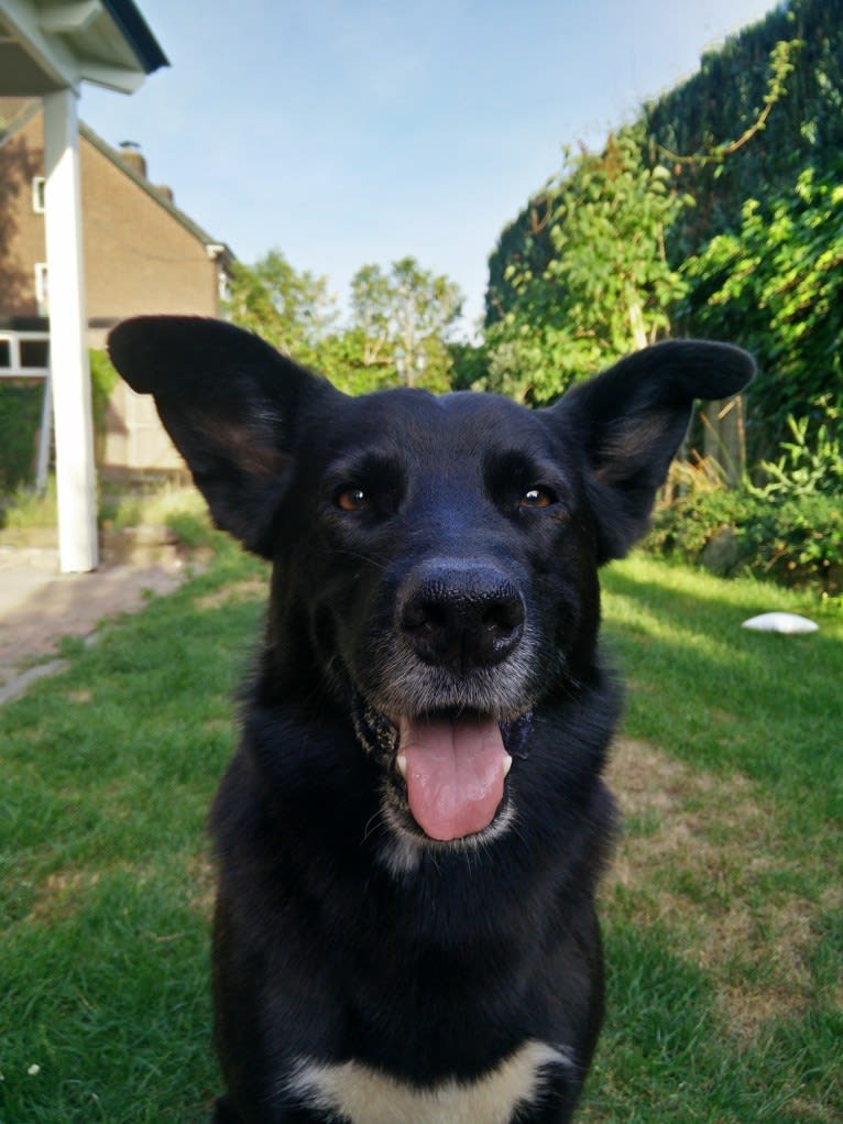 Max, a German Shepherd Dog and Bouvier des Flandres mix tested with EmbarkVet.com