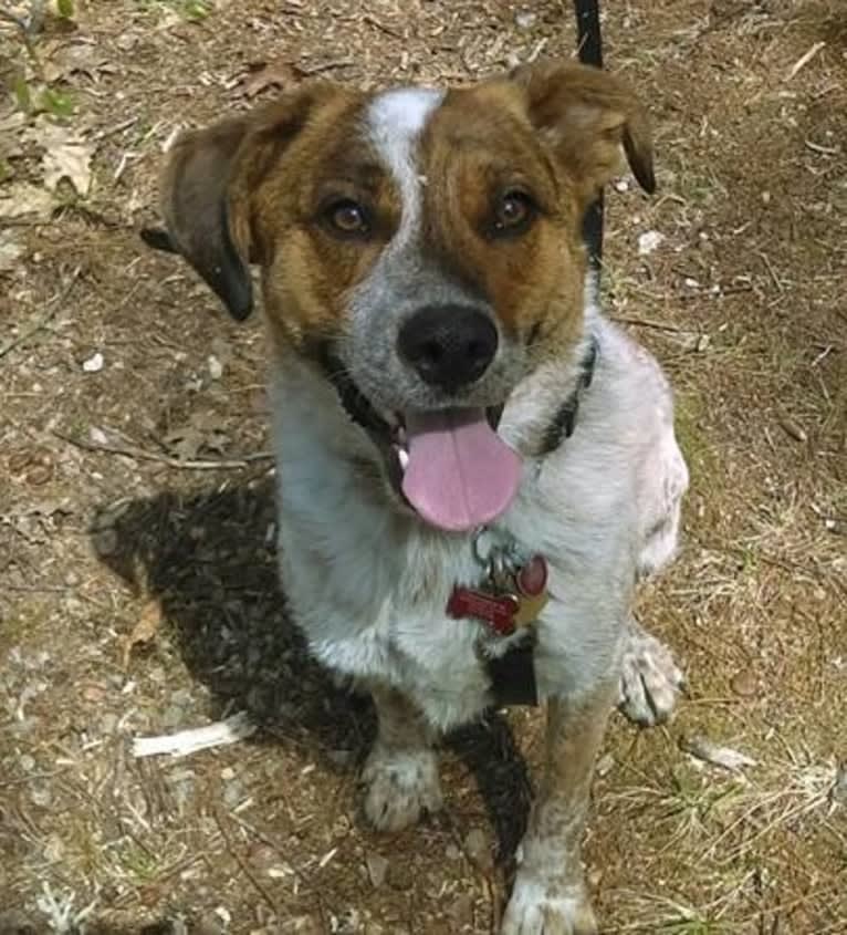 Ruger, an Australian Cattle Dog and Beagle mix tested with EmbarkVet.com