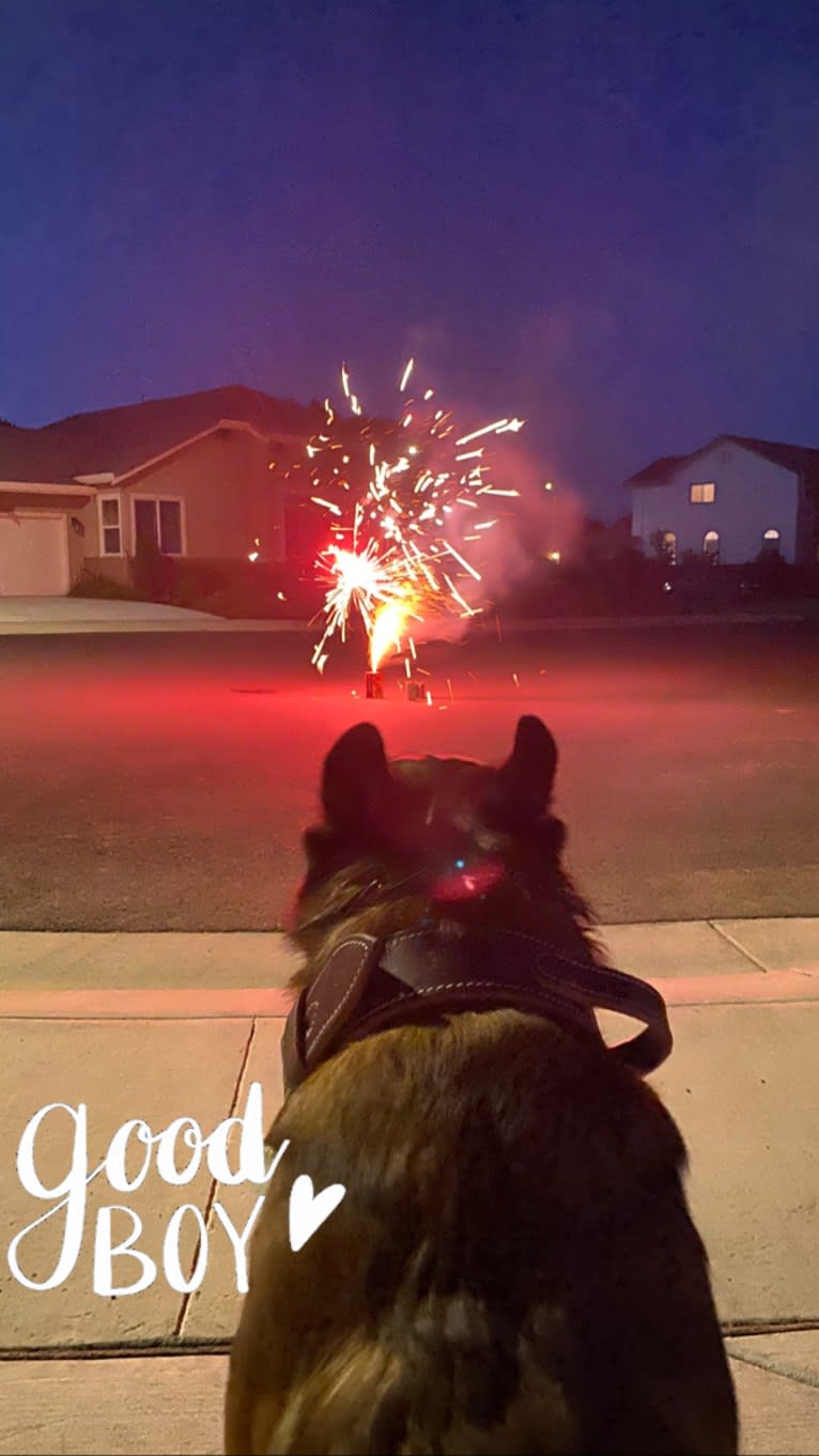 Bassie, a Dutch Shepherd tested with EmbarkVet.com