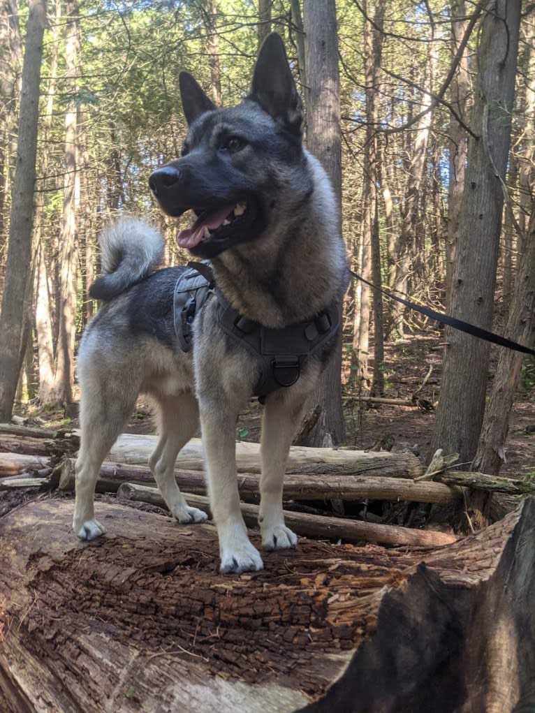 Bjorn, a Norwegian Elkhound tested with EmbarkVet.com