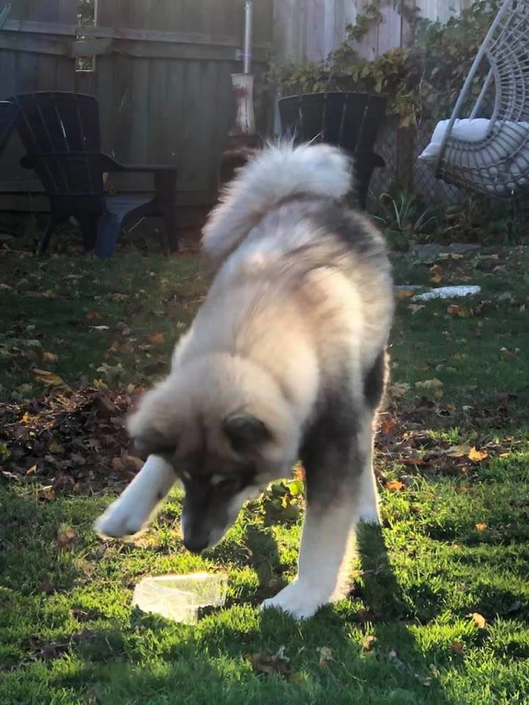 Appa, an Alaskan Malamute tested with EmbarkVet.com