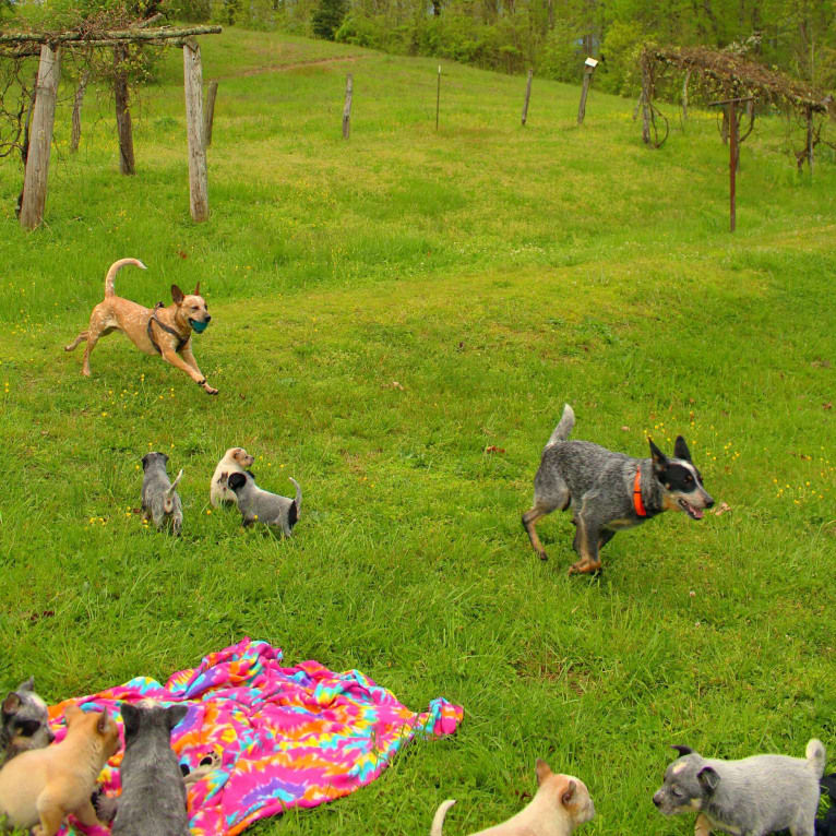 Frost, an Australian Cattle Dog tested with EmbarkVet.com