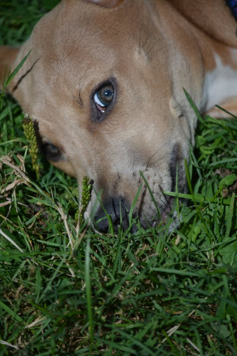 Lila, an American Pit Bull Terrier and Labrador Retriever mix tested with EmbarkVet.com