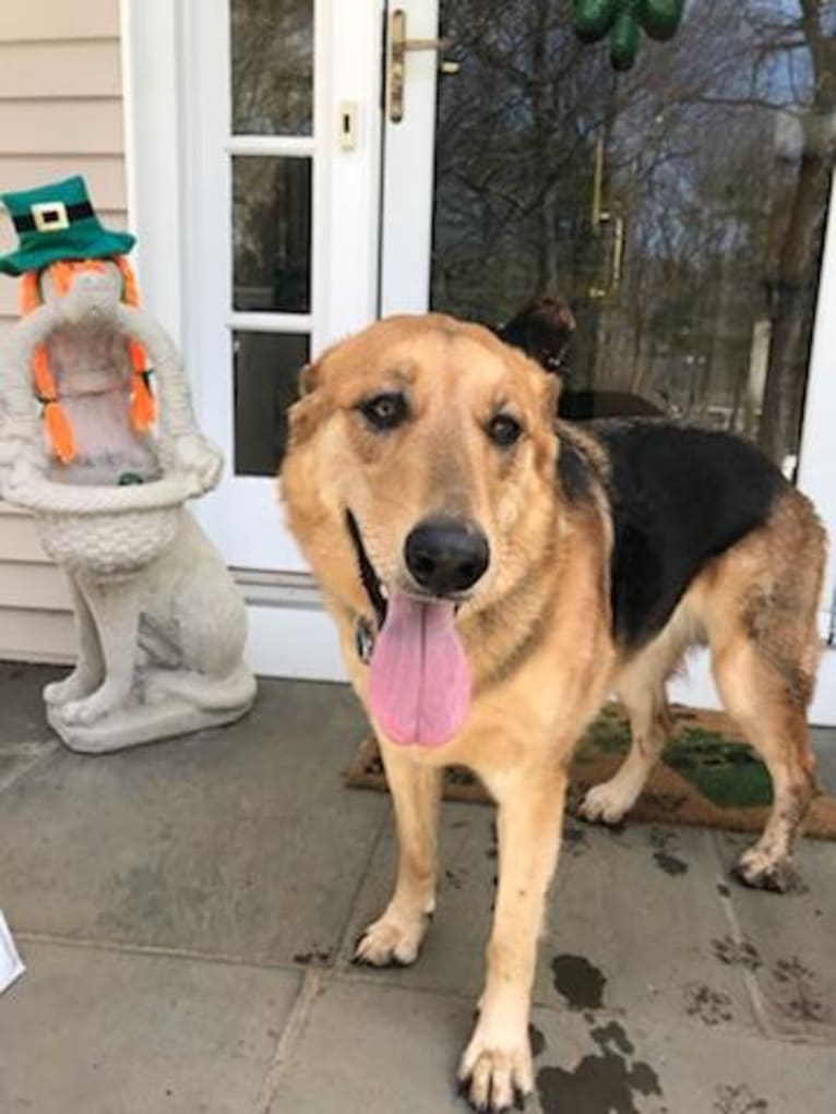 Bayley, a German Shepherd Dog and Golden Retriever mix tested with EmbarkVet.com