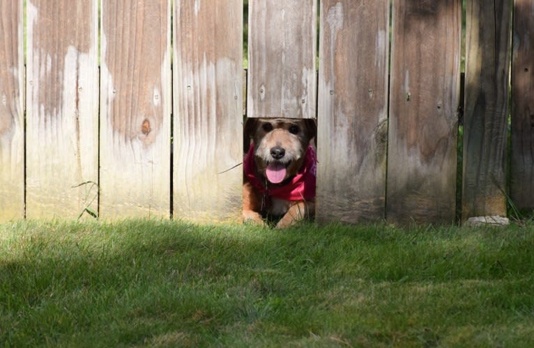 Rosie, a Basset Hound and Poodle (Small) mix tested with EmbarkVet.com