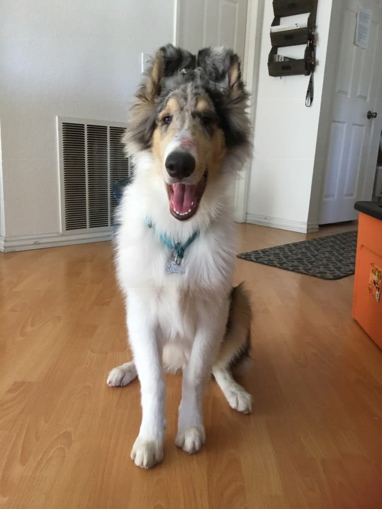 Finn, a Collie tested with EmbarkVet.com