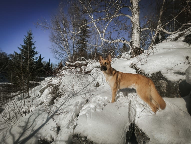 Enzo, a Siberian Husky and German Shepherd Dog mix tested with EmbarkVet.com