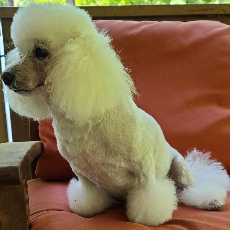 Lilo, a Poodle (Small) tested with EmbarkVet.com