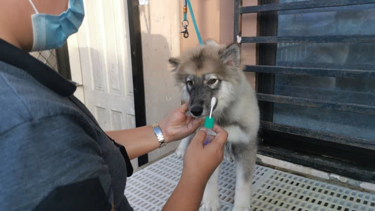 Mira, a Siberian Husky tested with EmbarkVet.com