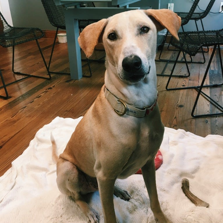 Surf, a West African Village Dog tested with EmbarkVet.com