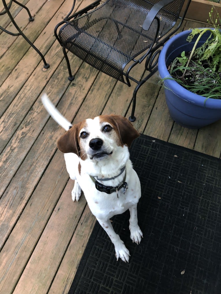 Wheeler, a Treeing Walker Coonhound and American English Coonhound mix tested with EmbarkVet.com