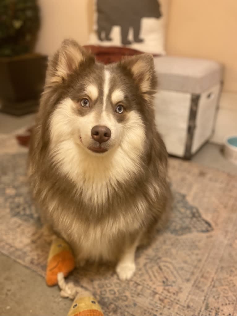 Zircon, a Pomsky tested with EmbarkVet.com
