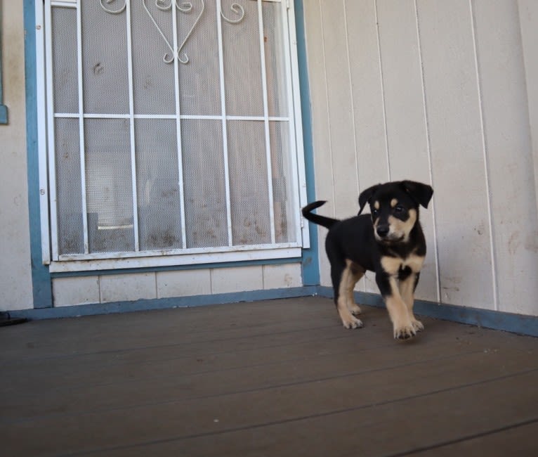 Teddy, a German Shepherd Dog and Chihuahua mix tested with EmbarkVet.com