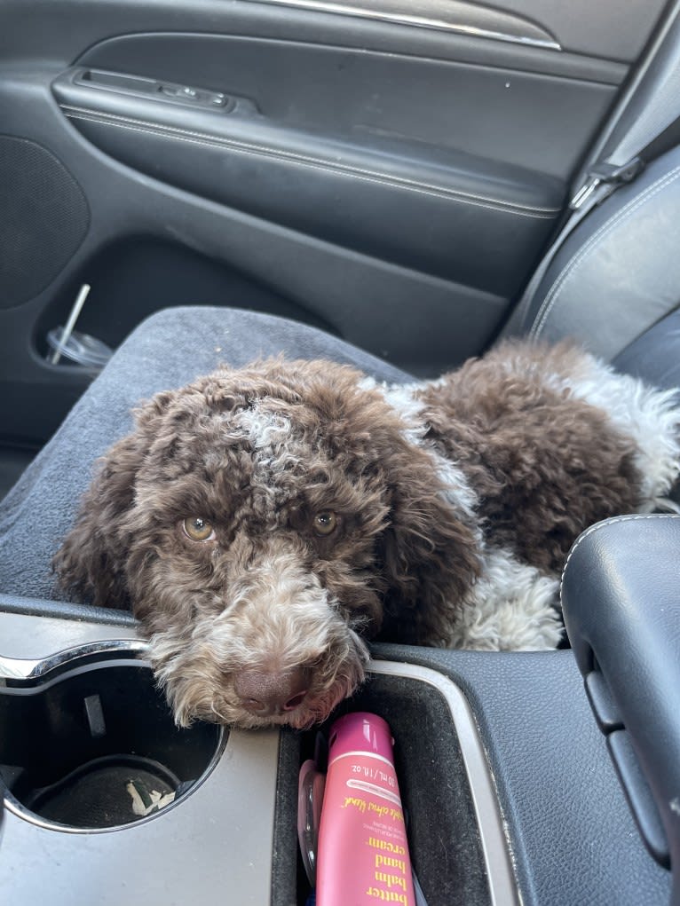 Koe, a Lagotto Romagnolo tested with EmbarkVet.com