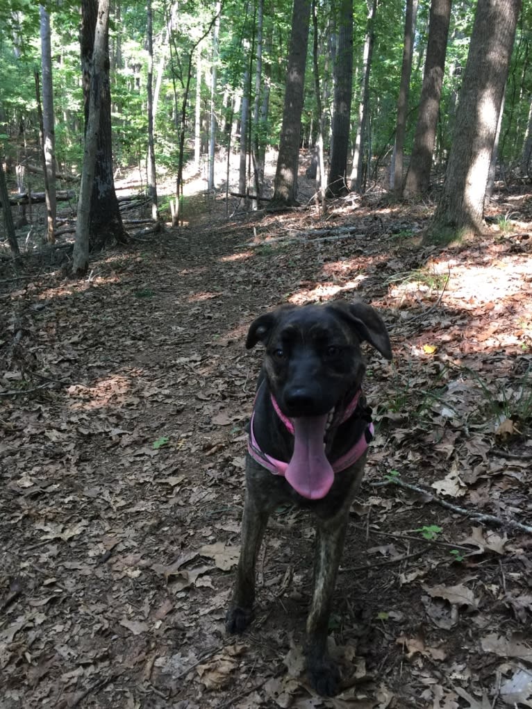 Willow, a Golden Retriever and German Shepherd Dog mix tested with EmbarkVet.com