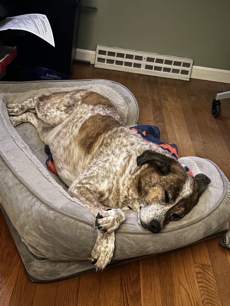 Ruger, an Australian Cattle Dog and Beagle mix tested with EmbarkVet.com