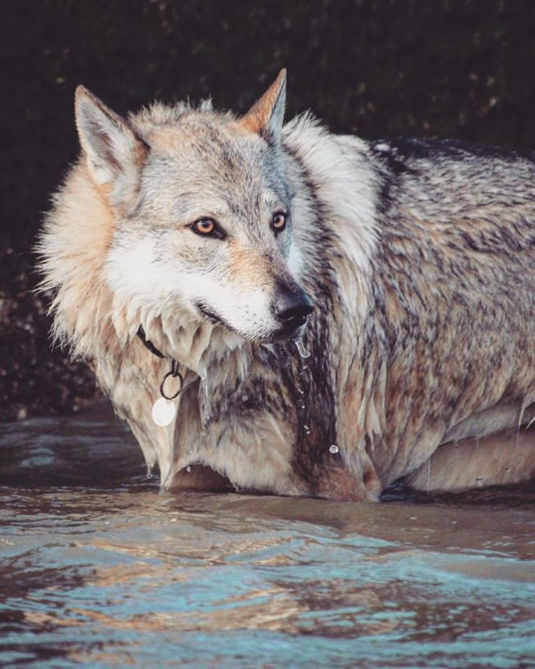 Yuriko, a Czechoslovakian Vlcak tested with EmbarkVet.com