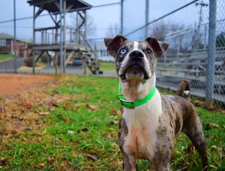 Hammer, a Boston Terrier and Australian Cattle Dog mix tested with EmbarkVet.com