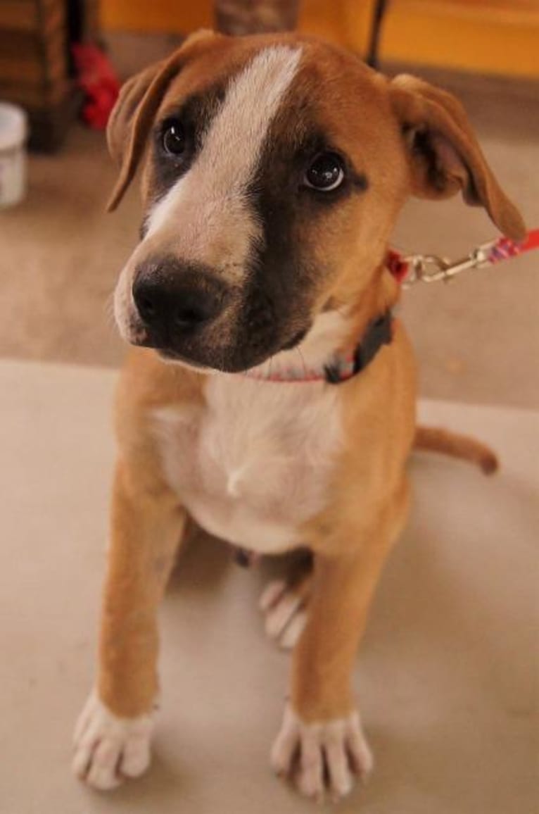 Dougie, an American Pit Bull Terrier and Boxer mix tested with EmbarkVet.com